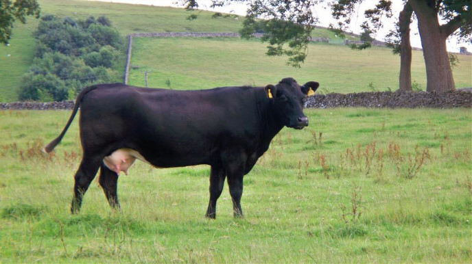 best animal health recording system