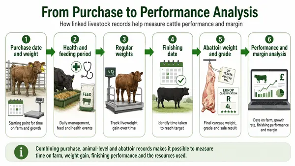Livestock-recording pathway from cattle purchase weight through farm performance records to abattoir weight, grade and margin analysis