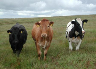 Cattle recording software