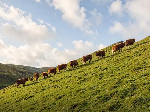 a group of cattle in line walking up a hill