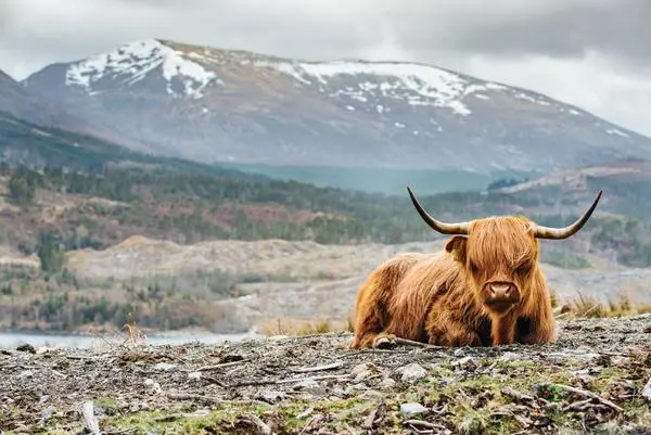 highland cow sitting with a mountain backdrop