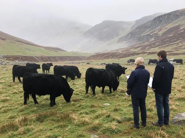 Hill Farm Cattle Inspection